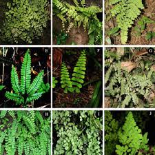 Image result for Adiantum soboliferum