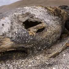 Image result for Microlophus peruvianus