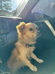 Missing chipped dog in St. Petersburg, Florida