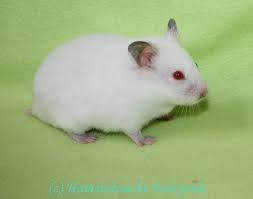 Black And White Syrian Hamster I Wurf Hamsterzucht Fairytale Syrian Hamster Cute Hamsters Pet Rodents