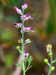 Image result for Fumaria abyssinica