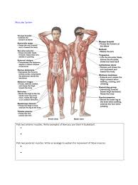 How to draw the torso with primitive shapes. File Fourth Grade Printing Needs