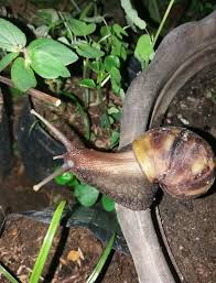 Siput in a sentence and translation of siput in english dictionary with audio pronunciation by dictionarist.com. Snail Eating My Grandma S Plant Steemkr