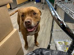 Lost rabies vaccine tag at Henderson Lake