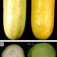 Whole Yellow A And Cross Sections Of Immature B Mini Cucumber Fruit Download Scientific Diagram