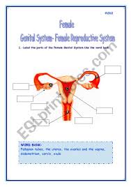 Female Genital System Female Reproductive System Esl Worksheet By Refuerzo