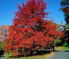 Rivals maples as one of the showiest. Black Tupelo Wildfire Longfellow S Garden Center