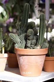 While environmental factors are involved (rot is most common when the plant is overwatered, growing under conditions of high atmospheric humidity Comment Prendre Soin Des Cactus D Interieur Un Brin Naturel