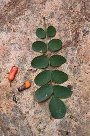 Image result for Rourea