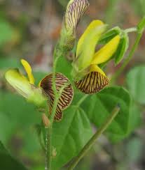 Image result for Rhynchosia caribaea