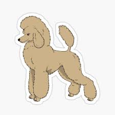 Check spelling or type a new query. Apricot Poodle Gifts Merchandise Redbubble