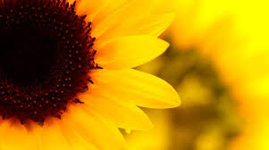 Maybe you would like to learn more about one of these? Pretty Sunflower With Yellow Petals Hd Desktop Wallpaper Background Download