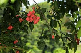 Image result for Blighia