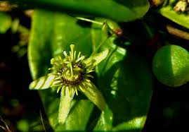 Image result for Passiflora suberosa