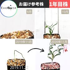 Image result for Dipcadi rigidifolium