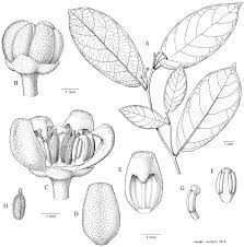 Image result for Monanthotaxis trichantha
