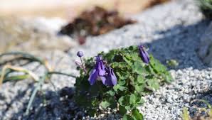 Image result for Aquilegia flabellata ministar