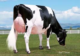 Holstein Hayvanlar Ciftlikler