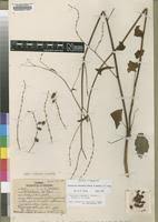 Image result for Fagopyrum snowdenii