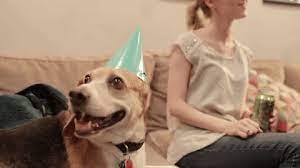 New Trending Gif On Giphy Dog Party Birthday Dogs Dog Birthday