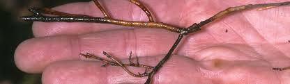 Phytophthora root rot is a serious problem for commercial production of red raspberry (rubus idaeus l.). Phytophthora Root Rot Avocado Agriculture Pest Management Guidelines Uc Statewide Ipm Program Uc Ipm