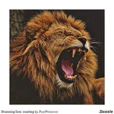 Stunning Lion Roaring Poster Zazzle Com In 2021 Animals Lions Lion Images
