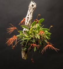 Image result for Bulbophyllum sandersonii