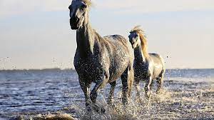 So these are out too trivia questions and answers that you need to know about. 36 Horse Quiz Questions And Answers What Do You Know About Horses