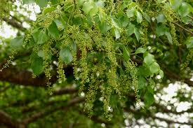 Image result for Lannea schweinfurthii