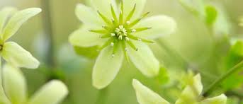 10 most popular winter flowers. Winter Flowering Clematis The Best For The Garden Gardens Illustrated