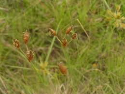 Image result for Tristachya