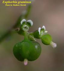 Image result for Euphorbia graminea