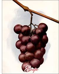 Guangyuan machinery is famous for the hello to all, we are great exporters of the below products. Grape Fruit