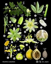 Image result for Passiflora subpeltata