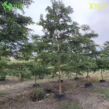 Image result for Terminalia mantaly