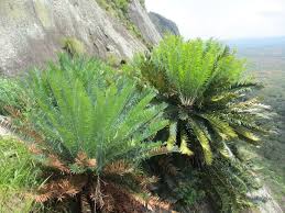 Image result for Encephalartos munchii