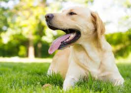 Keine eigenständige versicherung für den garten benötigen allerdings personen, deren garten sich am. Https Versicherungen Fuer Hunde Und Welpen De Hunde Hundeanhaenger Versicherung Vergleich 753 Html