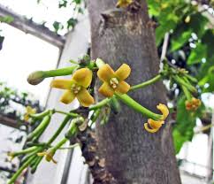 Image result for Vasconcellea pubescens