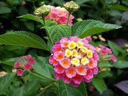 List Of 300 Flower Names A To Z With Images Florgeous Lantana Flower Lantana Lily Plants