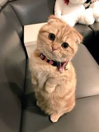 Unfortunately Something As Cute As A Dwarf Cat Often Comes At A Price Those Cute Looks Are The Result Of Genetic Deformiti Cute Baby Cats Baby Cats Cute Cats