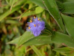 Image result for Cyanotis vaga