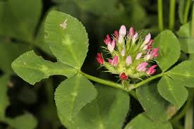 Image result for Trifolium spumosum