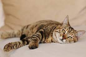When Cats Grieve How To Help Fear Free Happy Homes