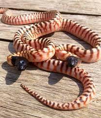 Black Head Pythons Snake Lovers Reptile Snakes Reptiles And Amphibians