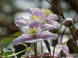 Maybe you would like to learn more about one of these? Berg Waldrebe Mayleen Clematis Montana Mayleen Baumschule Horstmann