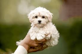If you do shave down. Maltipoos Are The Most Beautiful Dogs In The World And We Have Proof