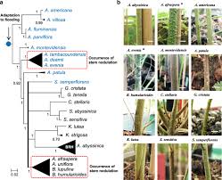 Image result for Aeschynomene afraspera
