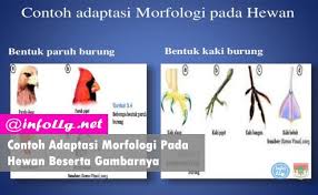 Contoh Adaptasi Morfologi Pada Hewan Beserta Gambarnya Http Www Infollg Net 2018 01 Contoh Adaptasi Morfologi Pada Hewan Beserta Gamba Adaptasi Hewan Gambar