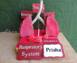 Cards Crafts Kids Projects Making A Respiratory System Model Body Systems Project Respiratory System Projects Respiratory System