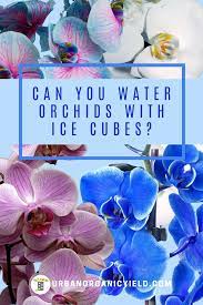 Watering Orchids With Ice Cubes Is It Really Safe For Your Orchid Flower Orchids In Water Orchids Orchid Flower
